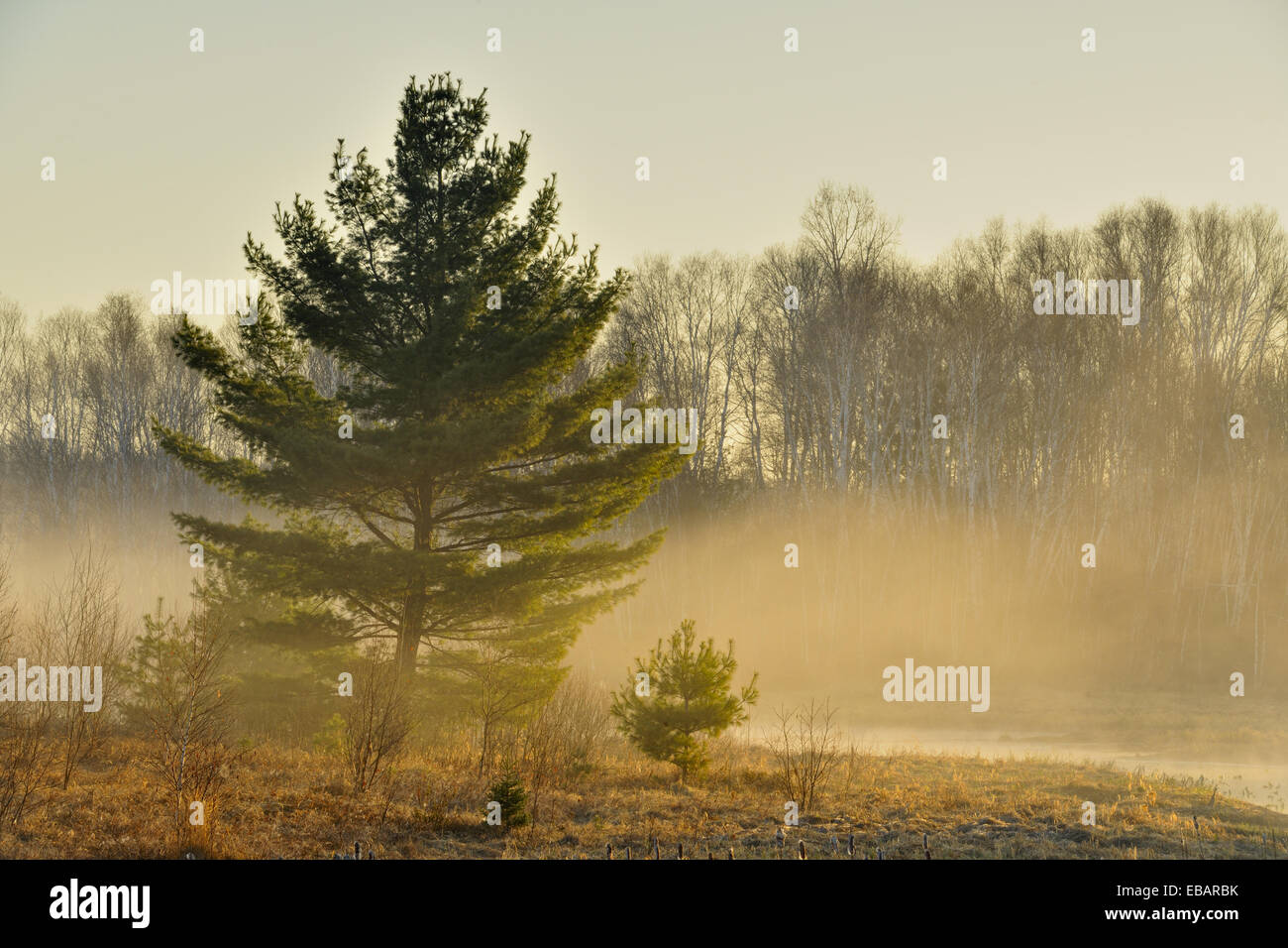 Jack Pine Habitat High Resolution Stock Photography and Images - Alamy