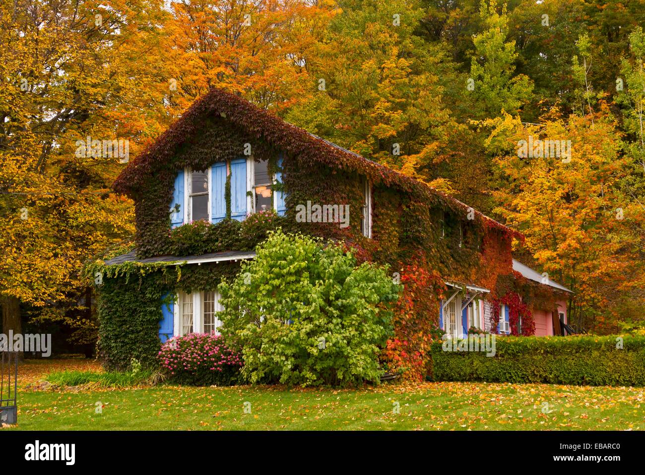 A Vine Covered Antique Shop With Fall Foliage Color In Petoskey 