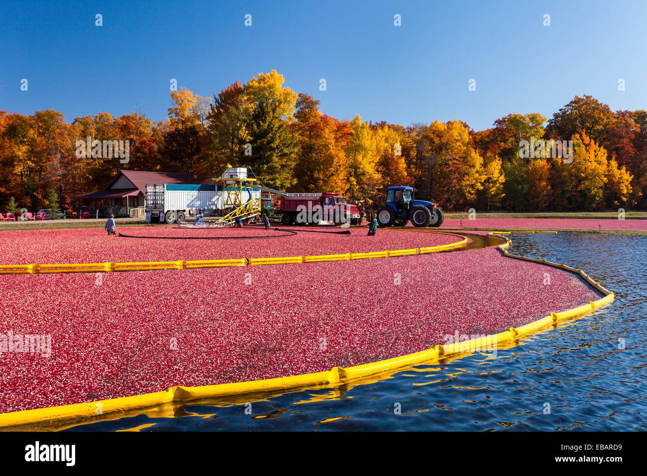 Cranberry harvesting operations at the Vilas Cranberry Co. marsh at