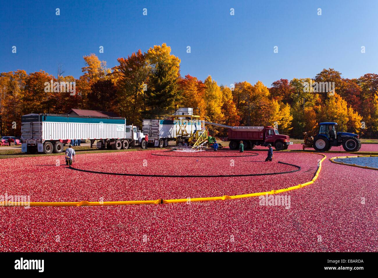 Cranberry harvesting machine hires stock photography and images Alamy