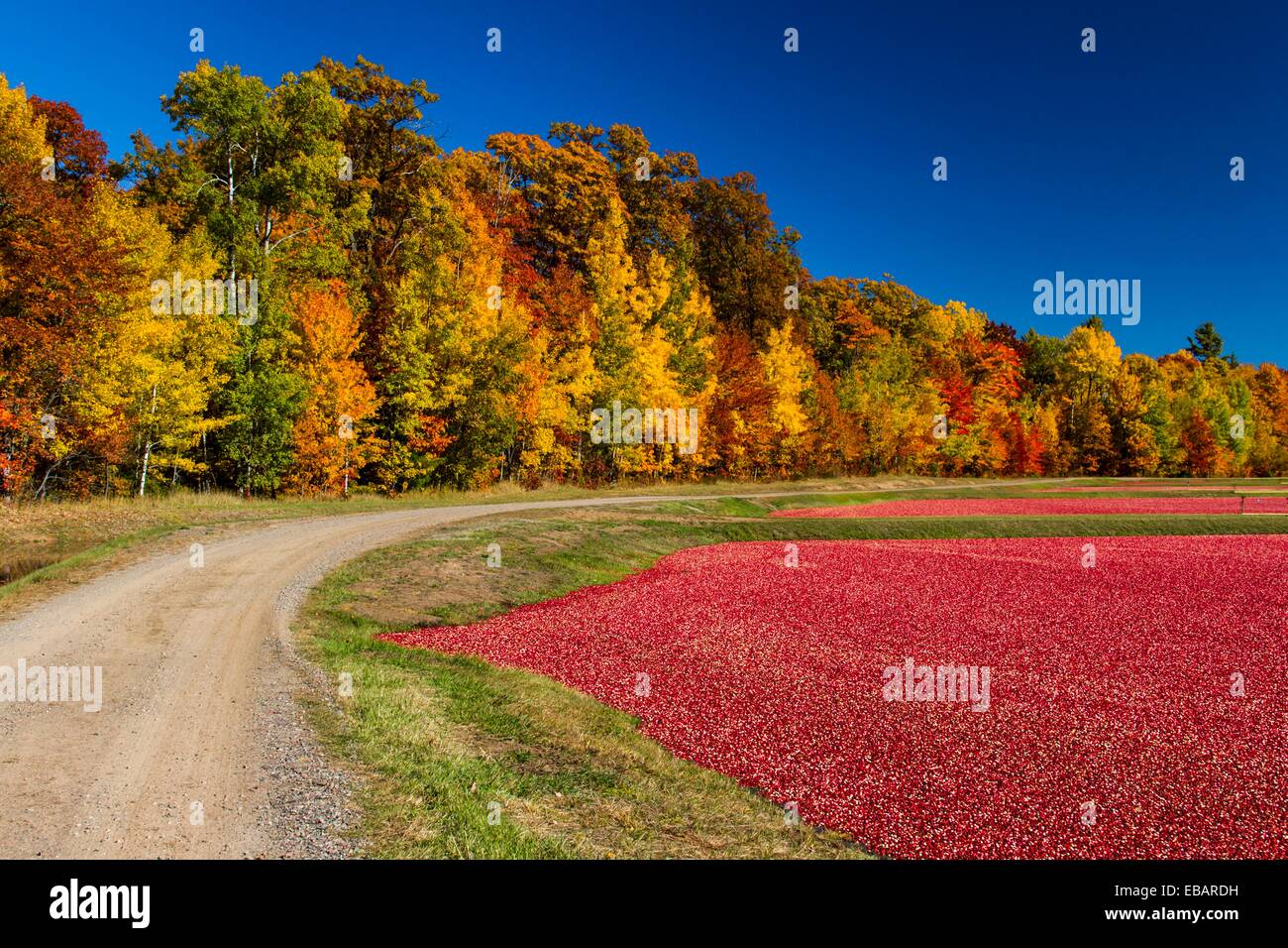 The Vilas Cranberry Co flooded marsh with fall foliage color at