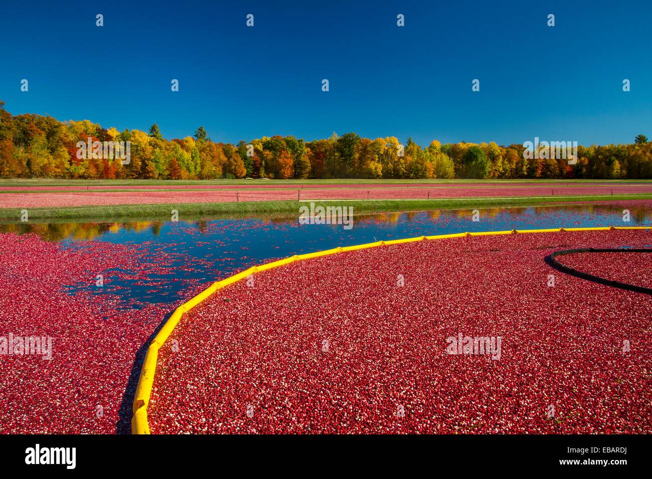 The Vilas Cranberry Co., flooded marsh with fall foliage color at
