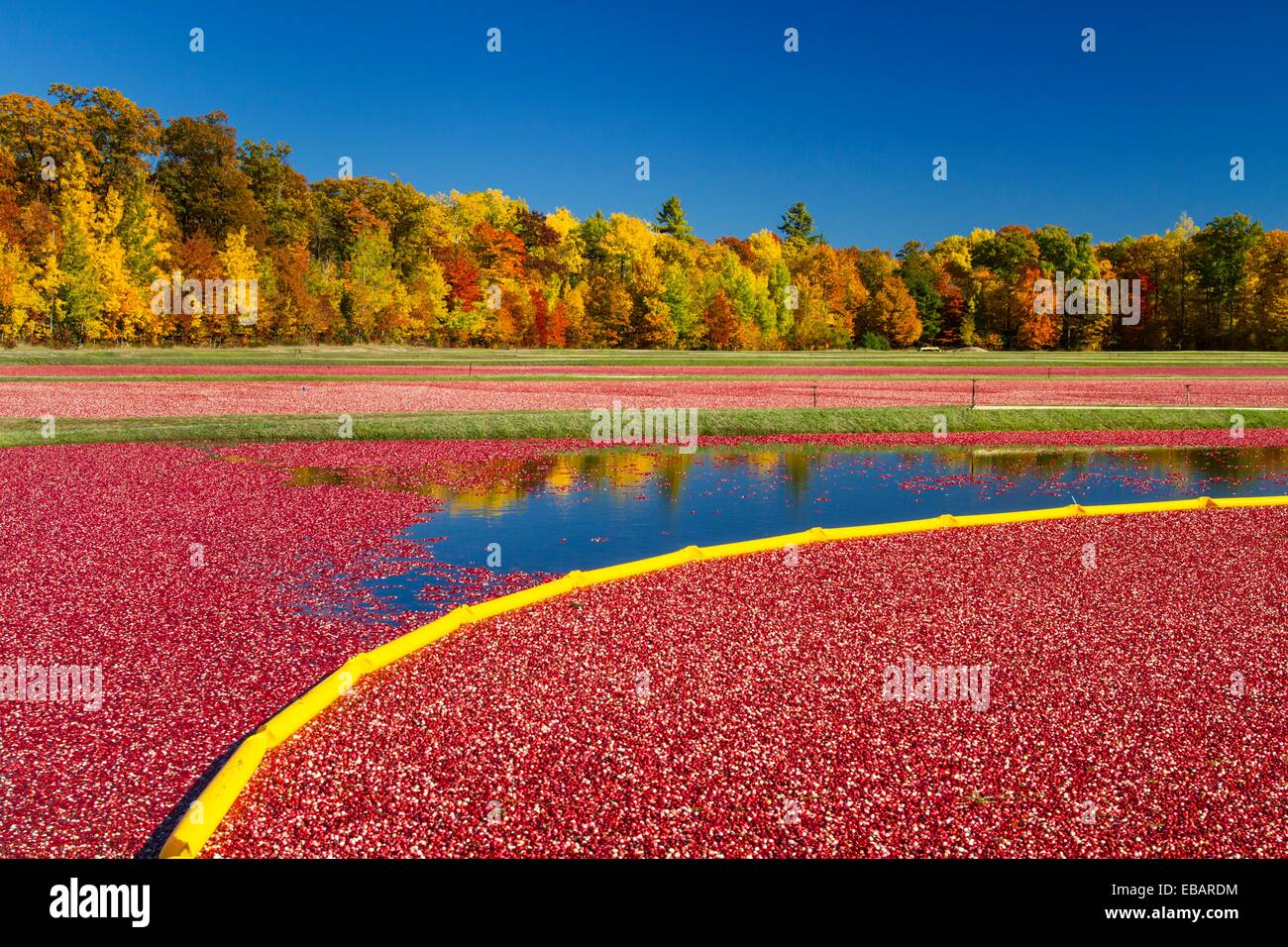 The Vilas Cranberry Co., flooded marsh with fall foliage color at
