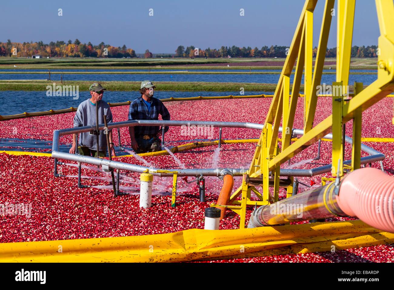 Cranberry harvesting machine hires stock photography and images Alamy