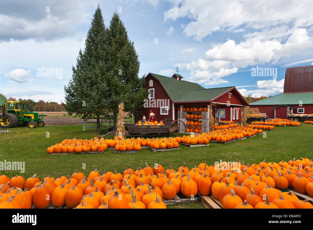 Pumpkins For Sale And Displayed At The Sturgeon Pumpkin Barn Farm