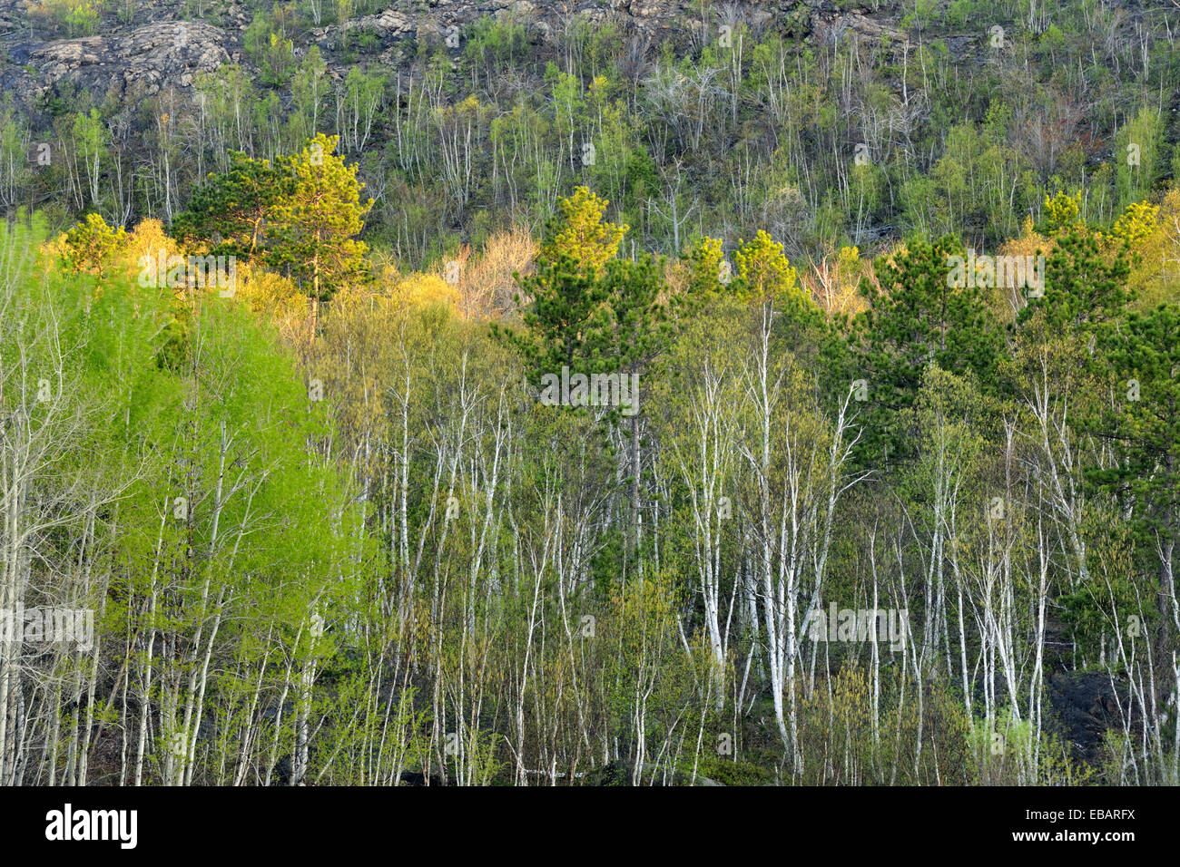 Native revegetation hi-res stock photography and images - Alamy