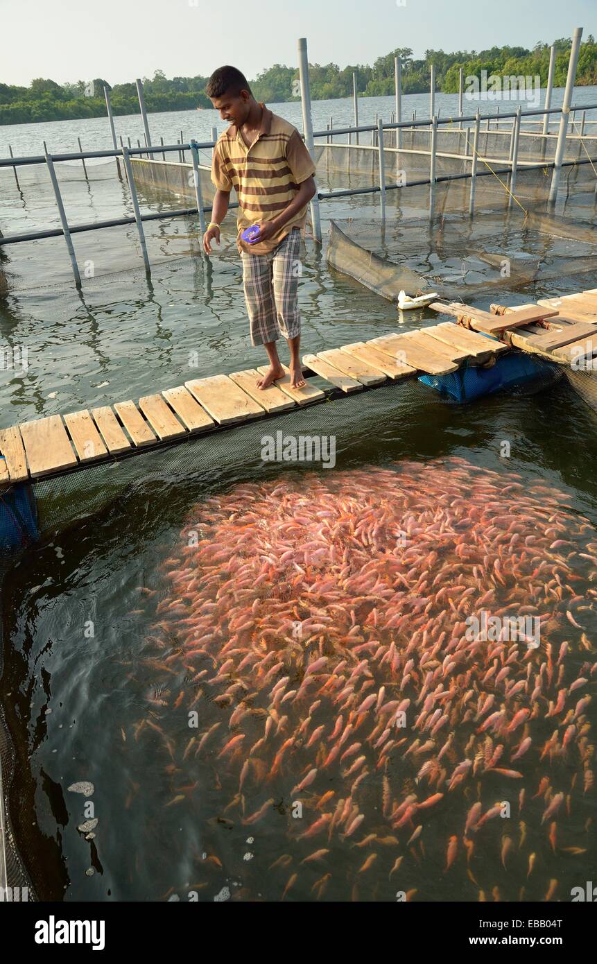 Fish farm in the estuary of Madu Ganga river Balapitiya, Sri Lanka
