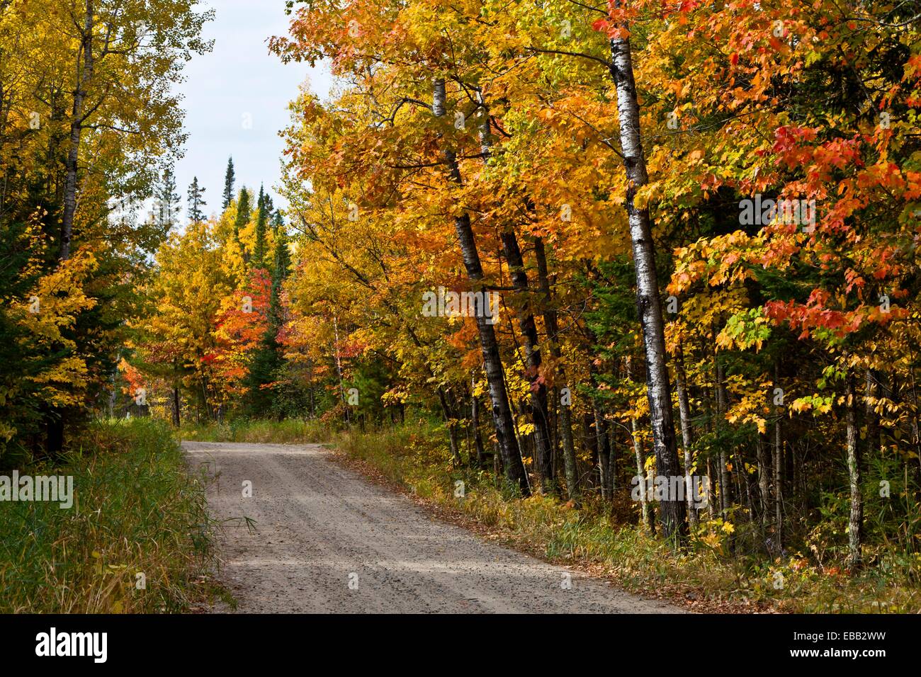 A road through the colorful deciduous forests of northern Minnesota in