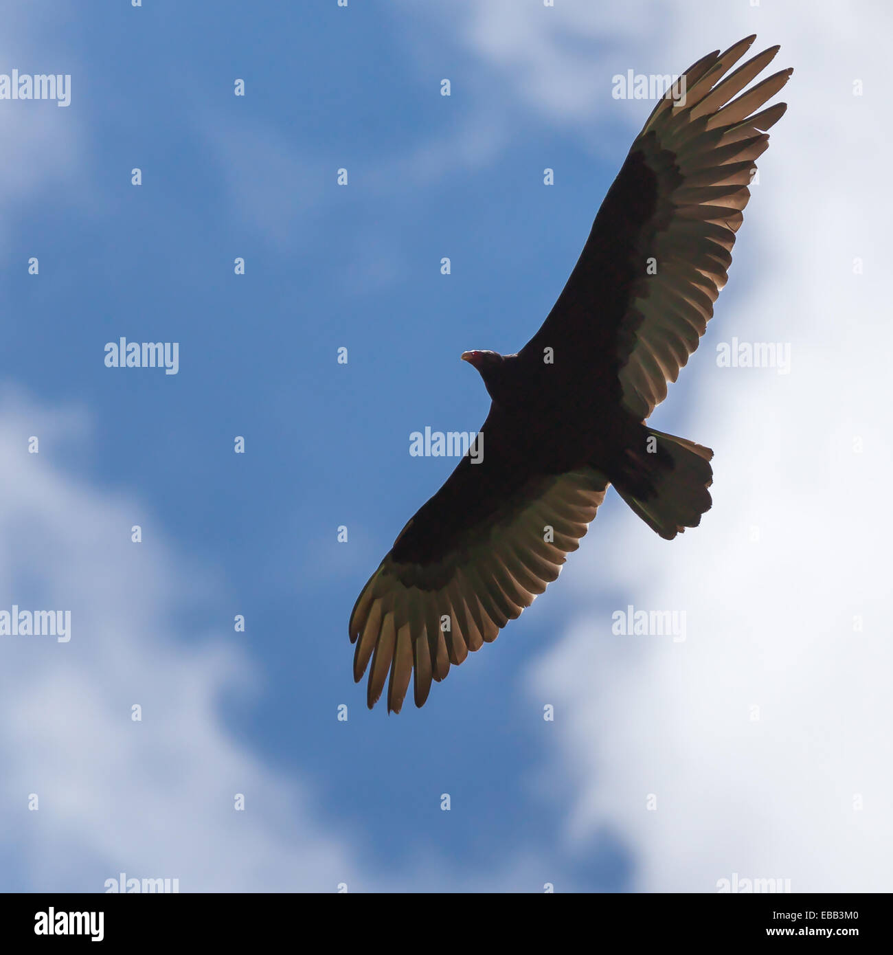 Large bird of prey soaring in clear blue sky in the Rocky Mountains, Alberta, Canada, North America. Stock Photo