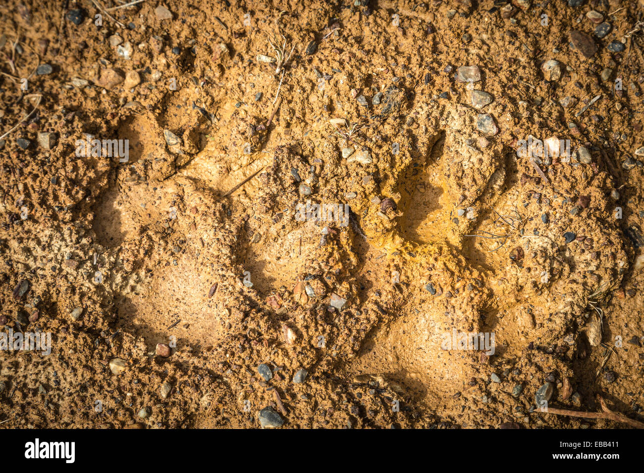 Animal paw prints hires stock photography and images Alamy