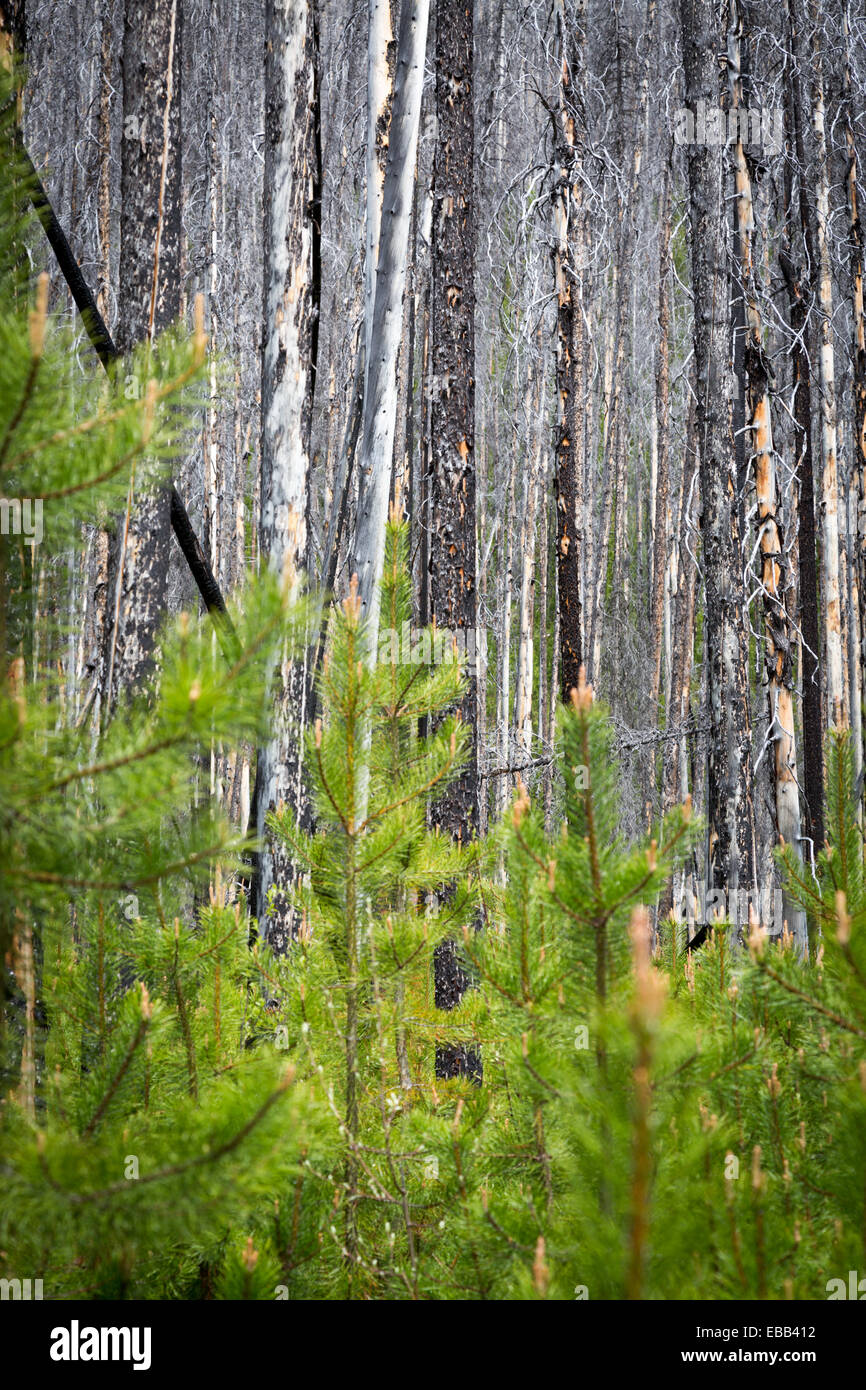Kootenay national park fire hi-res stock photography and images - Alamy