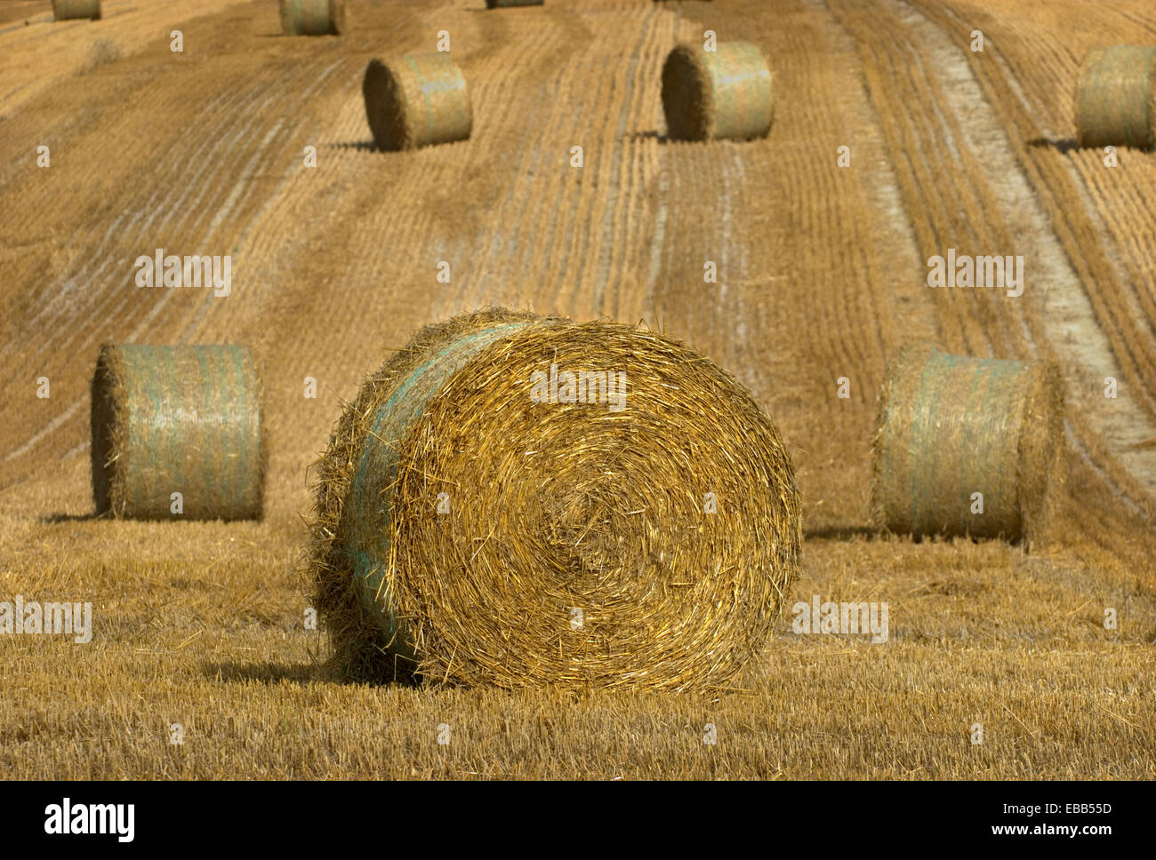 Large round hay bales in field Stock Photo - Alamy