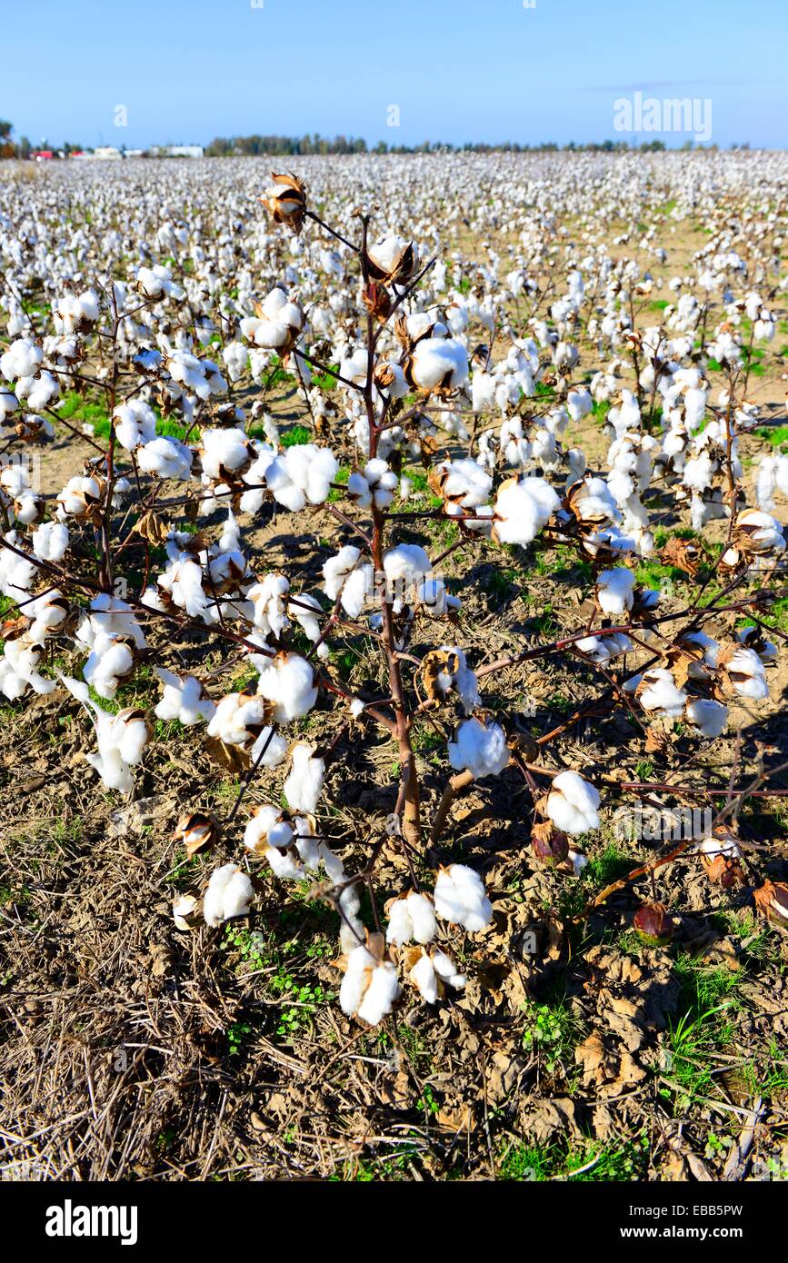 Cotton Field Ready for Harvesting Mississippi Stock Photo Alamy