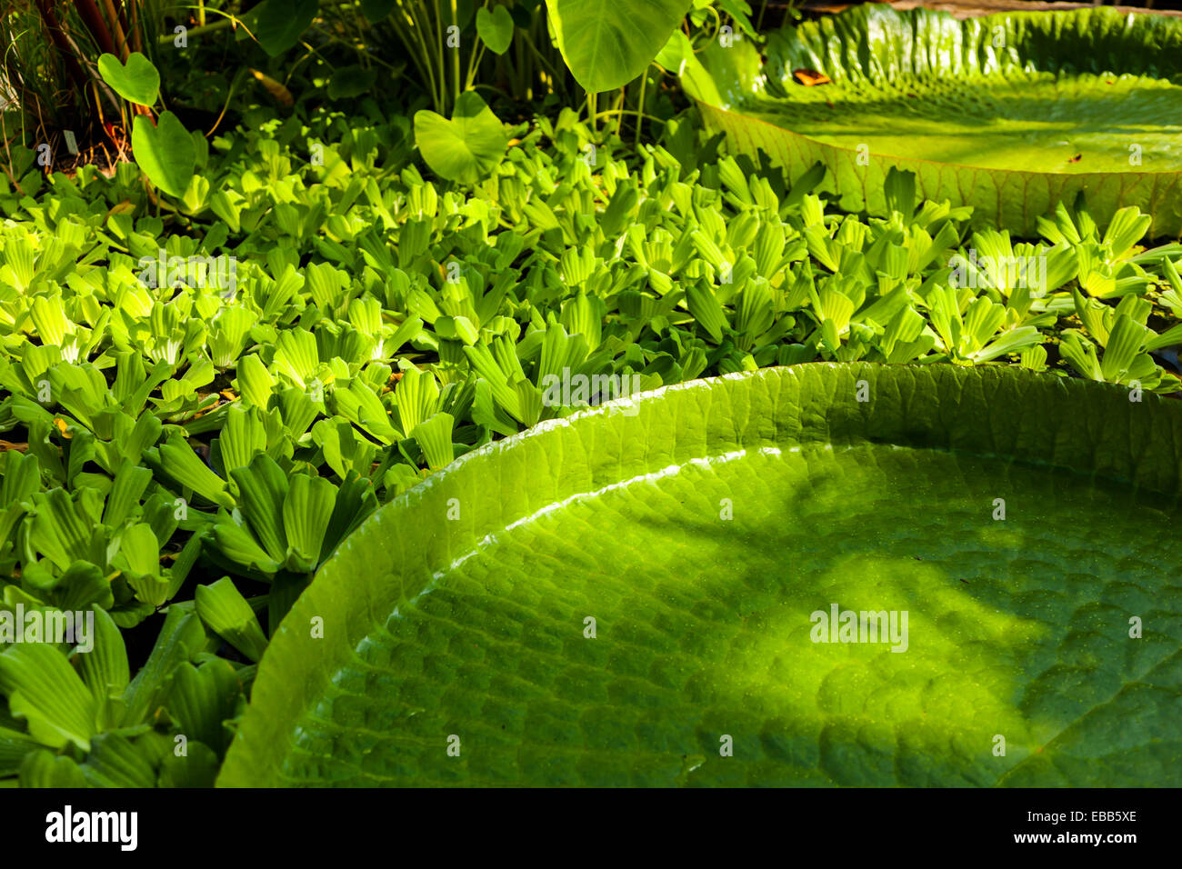 Victoria amazonica Giant lily pad Stock Photo