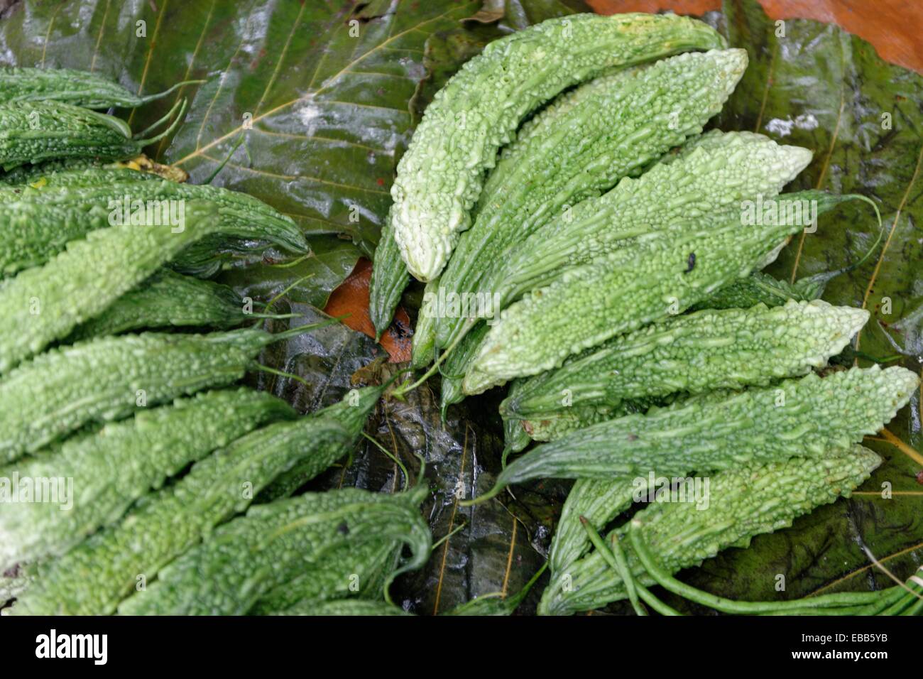 Momordica charantia often called bitter melon, bitter gourd or bitter squash  tropical and subtropical vine of the family Stock Photo