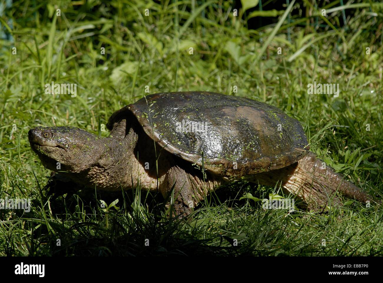 A huge snapping turtle trudges along out of his element on land ...