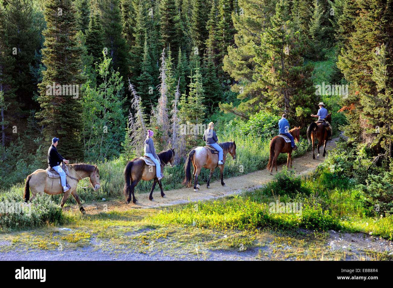 Horseback Riding Glacier National Park Montana MT US Stock Photo Alamy