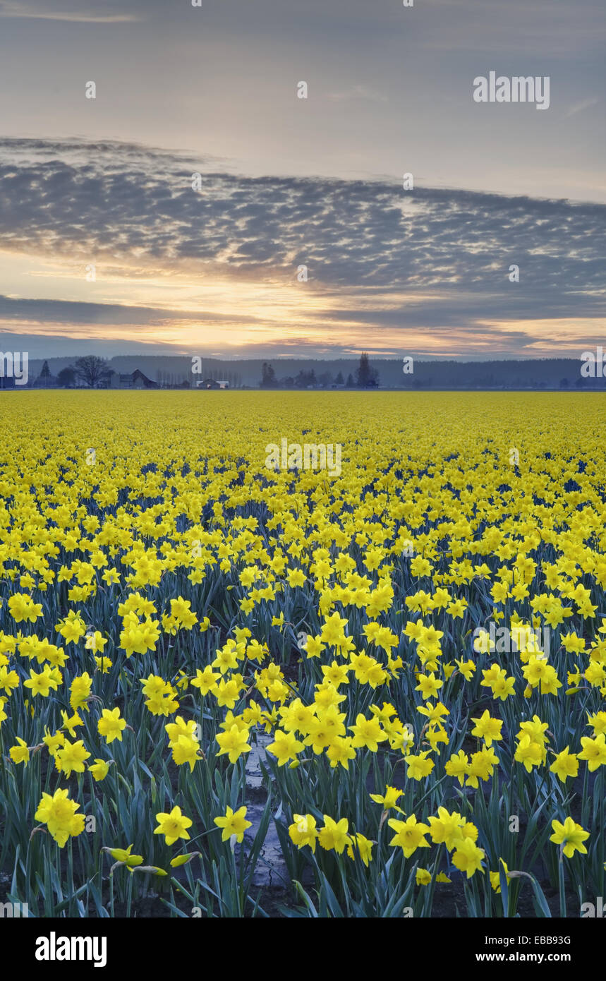 Skagit Valley Daffodils Stock Photo Alamy