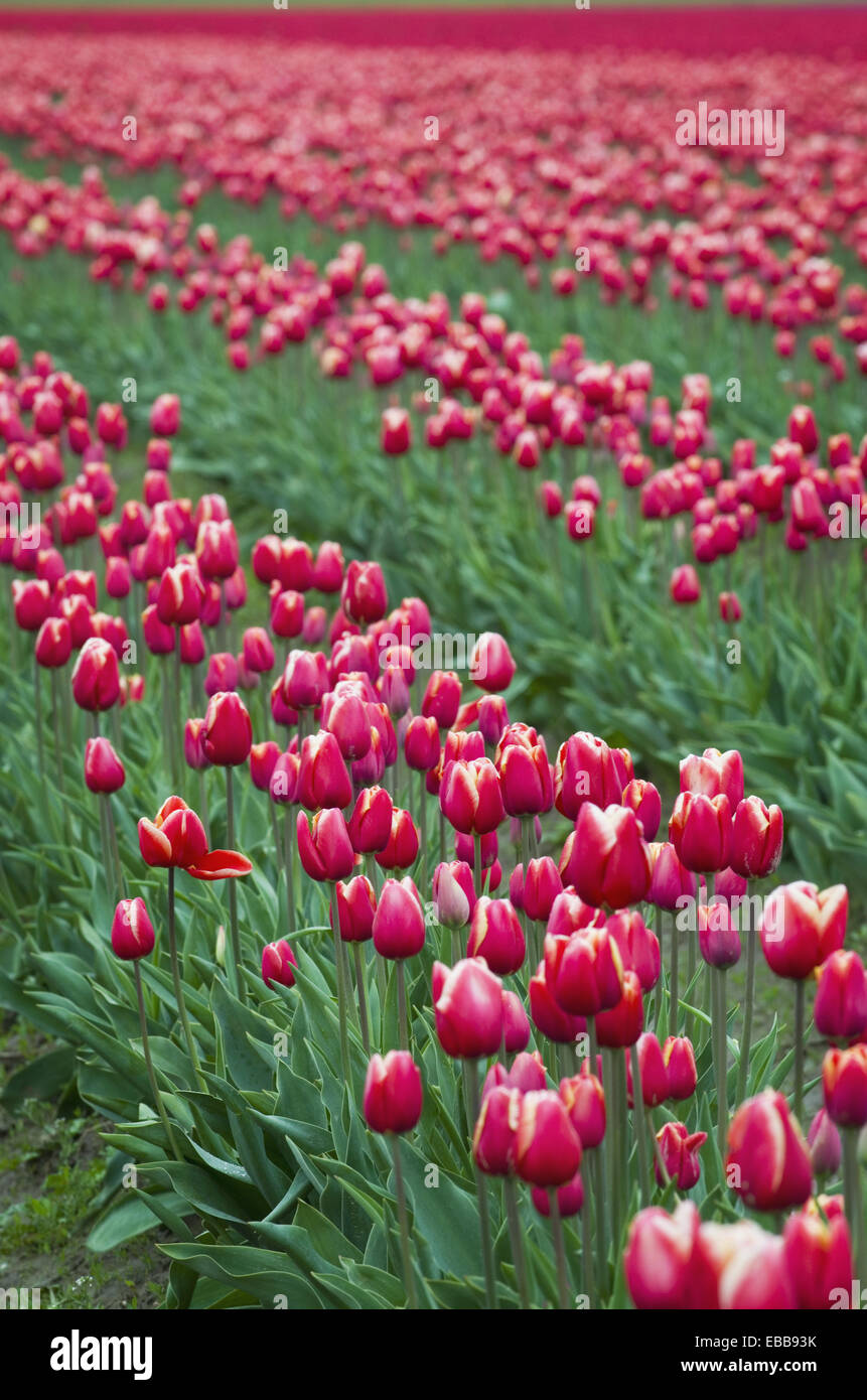 Skagit Valley Tulip Fields, Washington Stock Photo Alamy