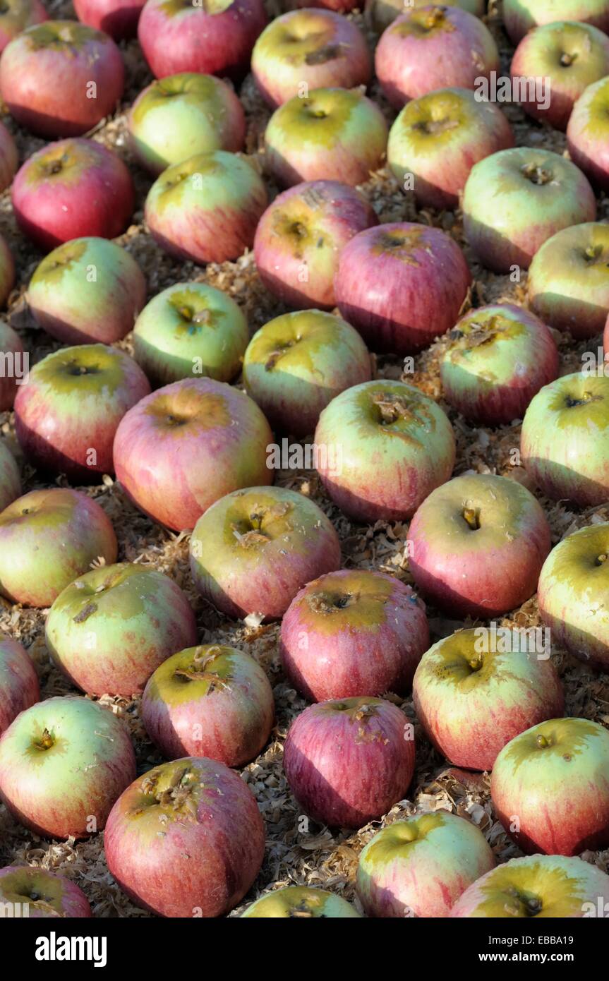Unriped fruit hi-res stock photography and images - Alamy