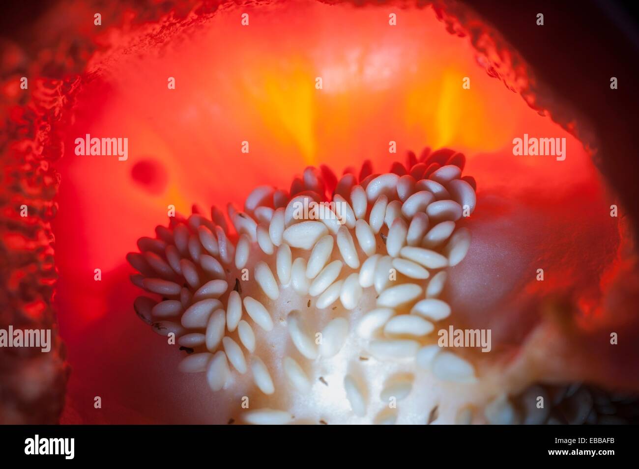 Red pepper, Valencia, Spain Stock Photo Alamy