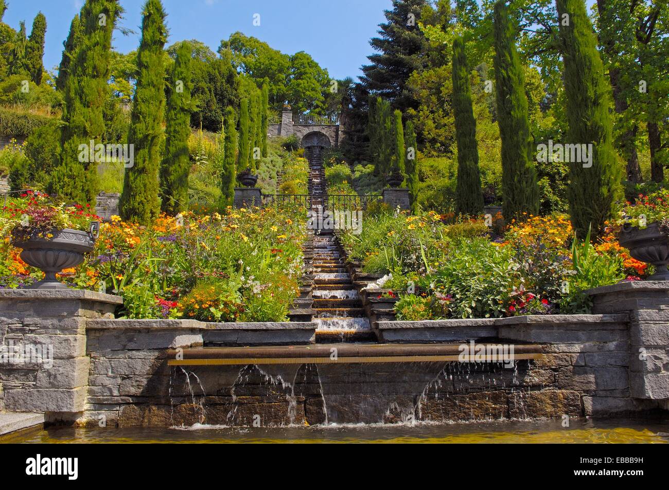 Orchidea (Paphiopedilum Prim-N-vera e propria), la casa delle orchidee sull  isola di Mainau, Baden-Württemberg, Germania Foto stock - Alamy