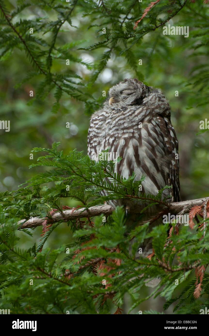 Barred Owl sleeping in daylight in  Washington State in a Evergreen tree Stock Photo