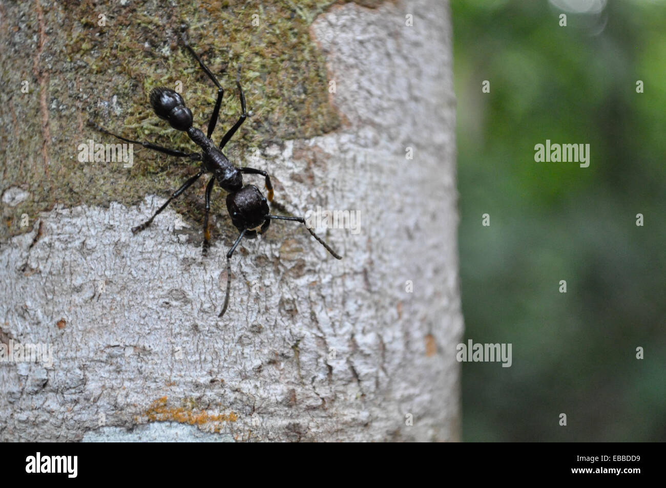 Hormiga Bala - bullet ant - Paraponera clavata Stock Photo