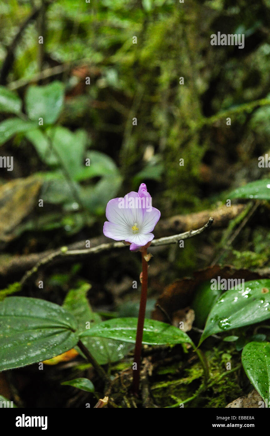 Flower in the jungle Stock Photo Alamy
