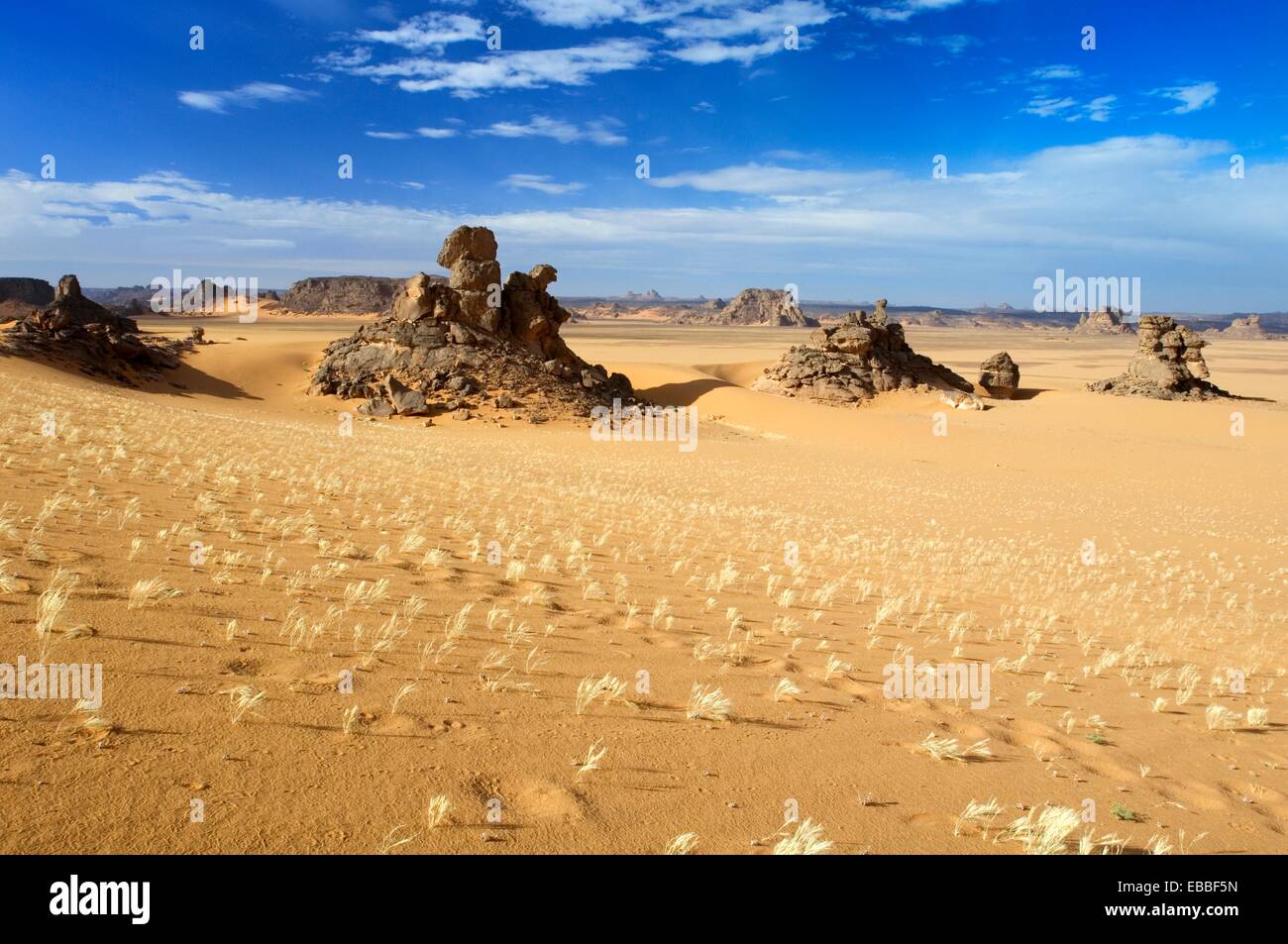 Akakus Area; Dunes; Dune Grass; Scenery; Libyan Desert; Libyan Arab ...