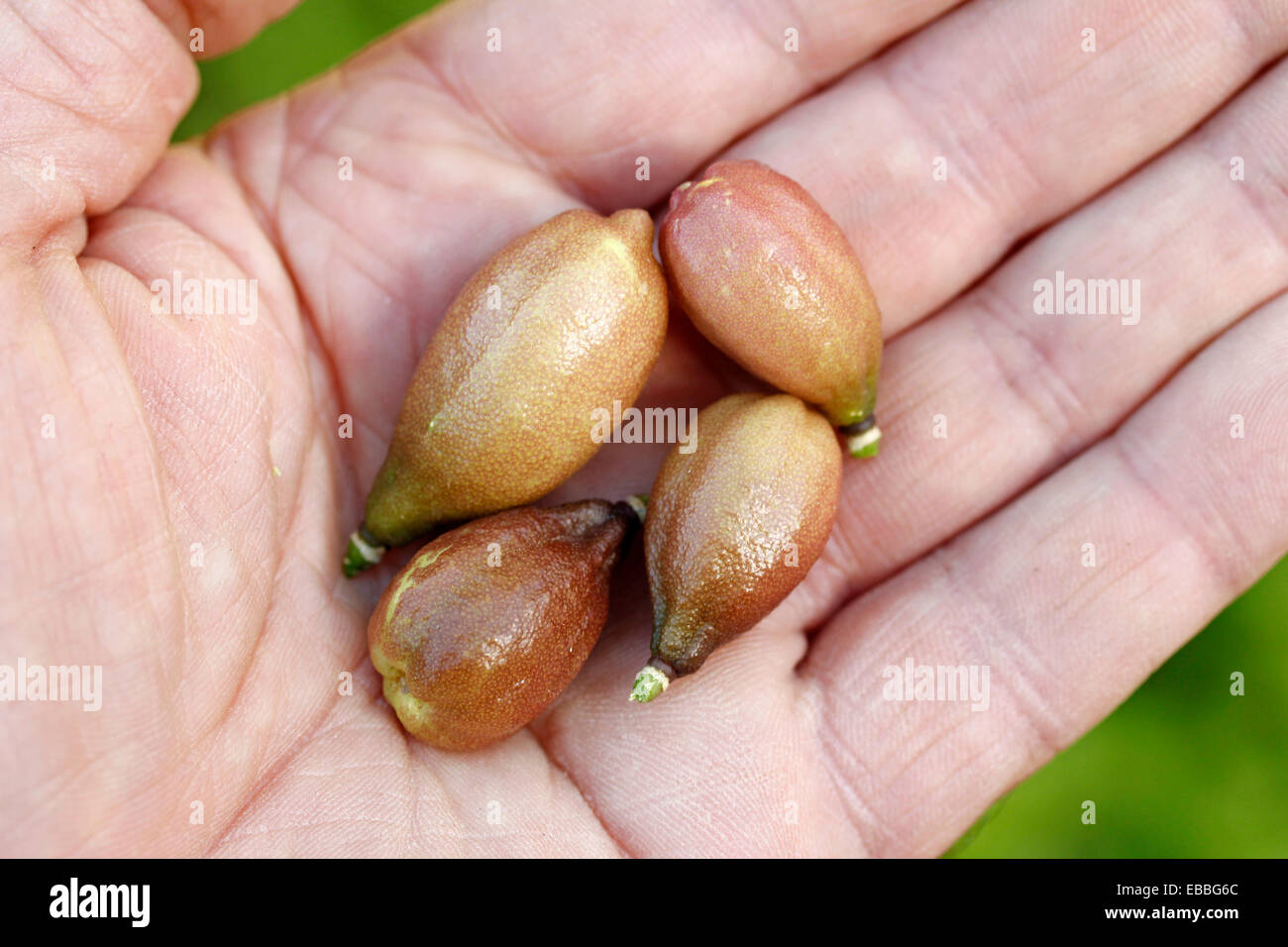Australian finger limes. Citrus australasicus Stock Photo - Alamy