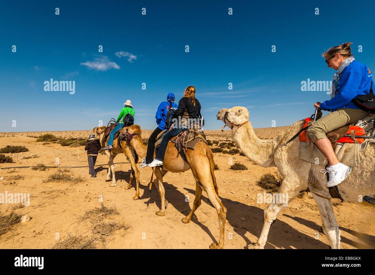 Camel Safari In Negev Desert High Resolution Stock Photography and ...