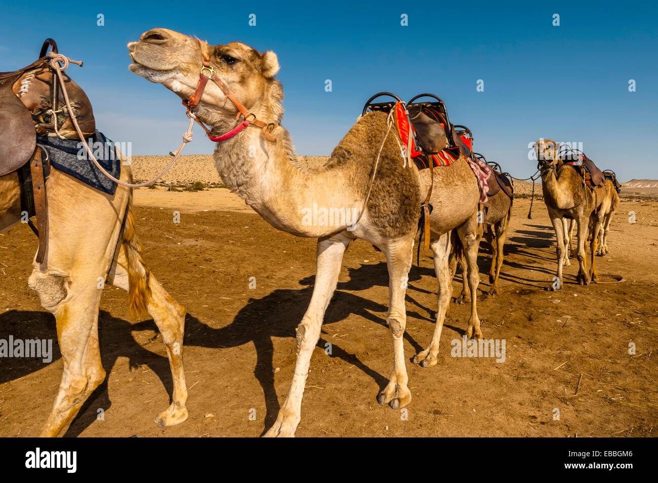 Camel Safari In Negev Desert High Resolution Stock Photography and ...