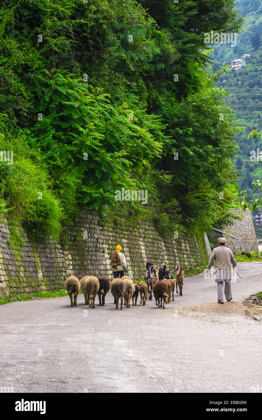 Man Herding Sheep And Goat Goats High Resolution Stock Photography and ...