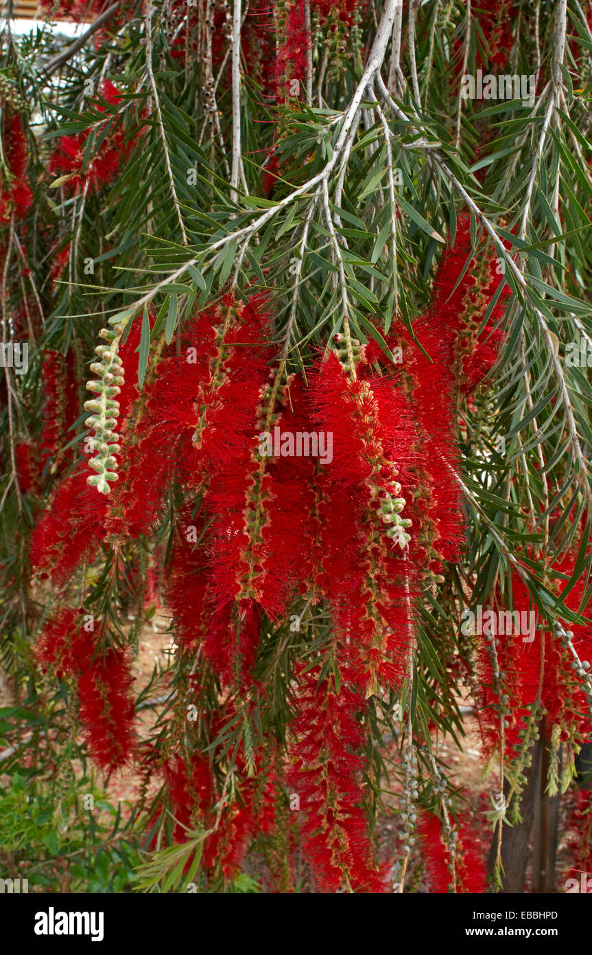 Colorful close up display of Callistemon Citrinus Stock Photo