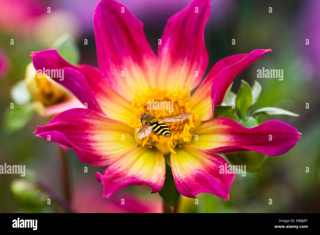 Hoverfly on Dahlia 'Bright Eyes'. Single Dahlia flower. Stock Photo