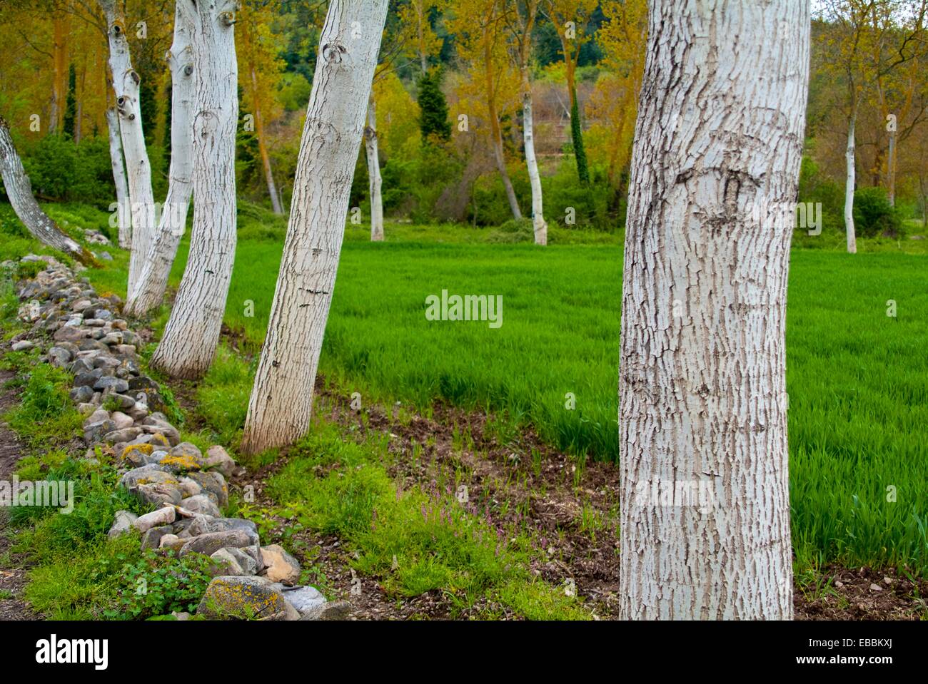 Detail of tree bark in Santurdejo. La Rioja. Spain. Europe Stock Photo