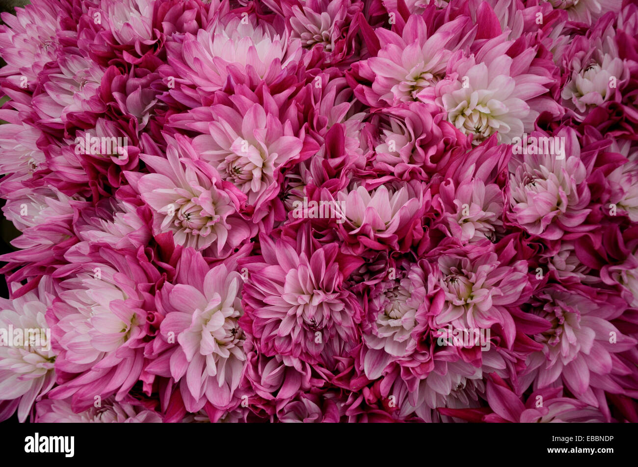 Close up dahlias hi-res stock photography and images - Alamy