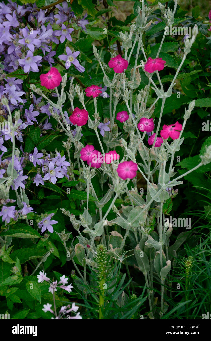 Close up detail of a colourful border with mixed planting Stock Photo