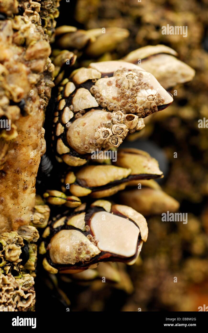 Goose barnacles (Pollicipes pollicipes) in Vigo ria Pontevedra province Spain Stock Photo