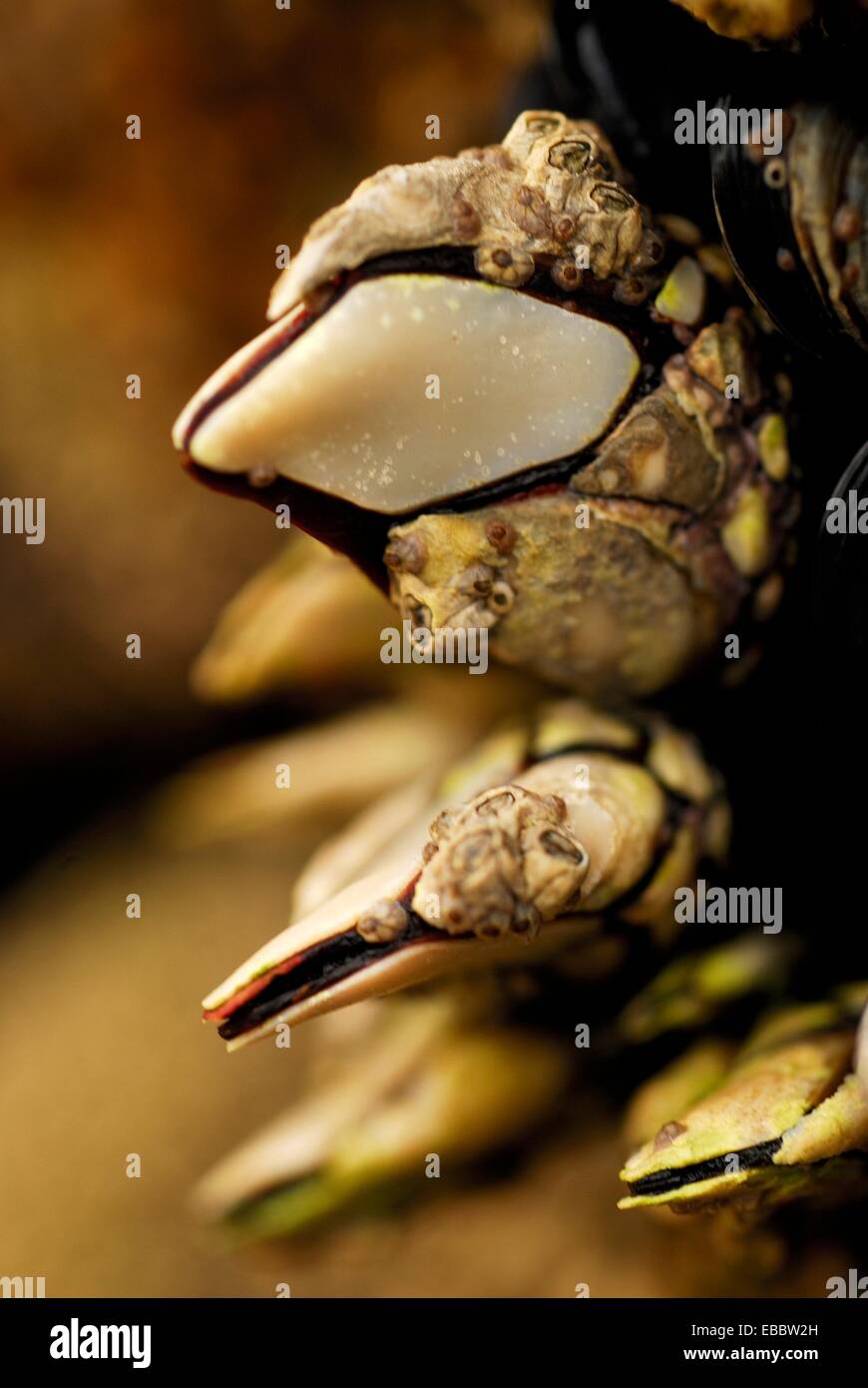 Goose barnacles (Pollicipes pollicipes) in Vigo ria, Pontevedra province, Spain Stock Photo