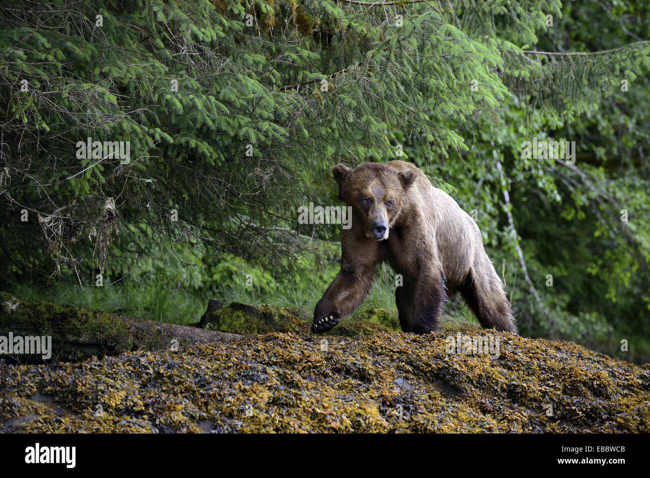 Male grizzly bear walking along the banks of the Khutzeymateen inlet (Ursus arctos horribilis), Khutzeymateen Grizzly Bear Stock Photo