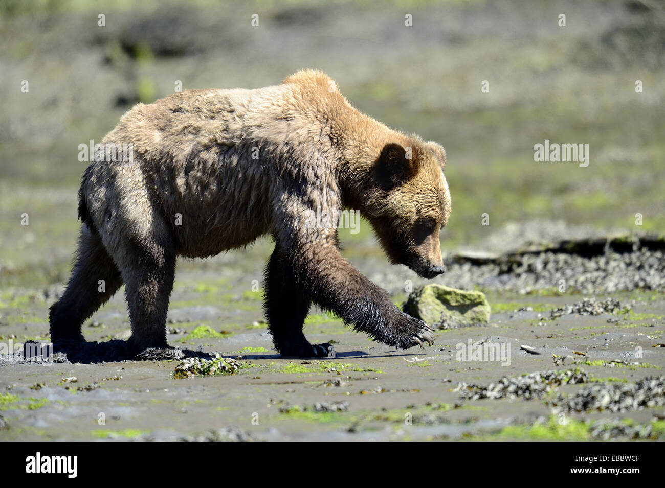 Female grizzly bear (Ursus arctos horribilis) looking for clams at low tide on the banks of the inlet, Khutzeymateen Grizzly Stock Photo