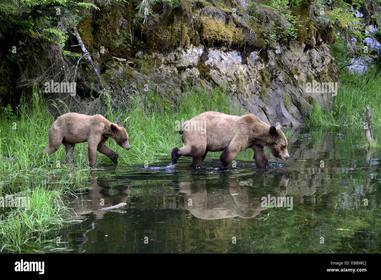 Female grizzly bear (Ursus arctos horribilis) crossing water, followed by her cub, Khutzeymateen Grizzly Bear Sanctuary, Stock Photo
