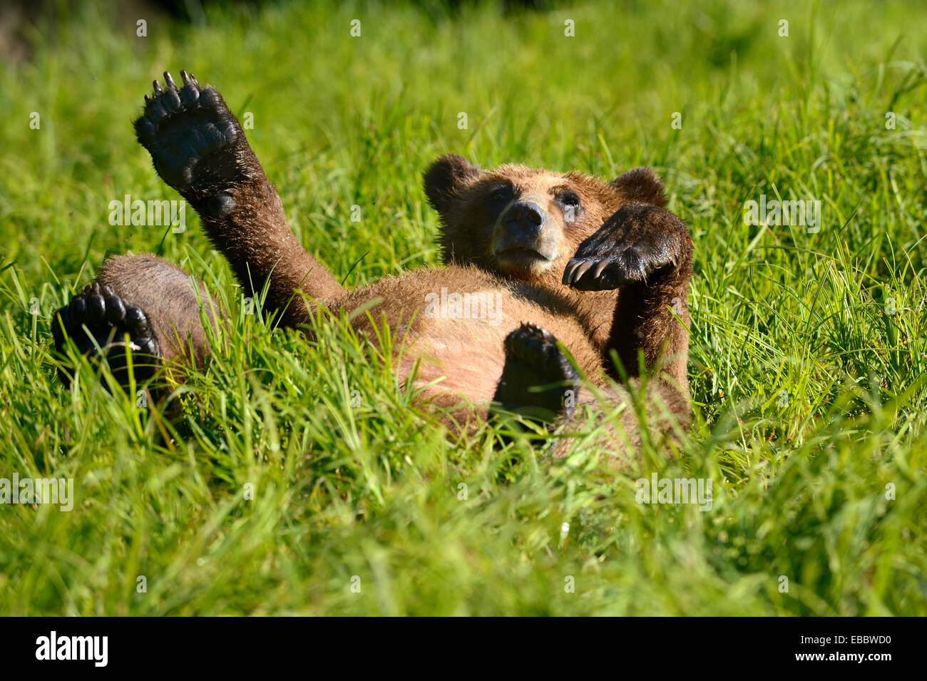 Grizzly bear cub (Ursus arctos horribilis) resting in the sedges, Khutzeymateen Grizzly Bear Sanctuary, British Columbia, Stock Photo