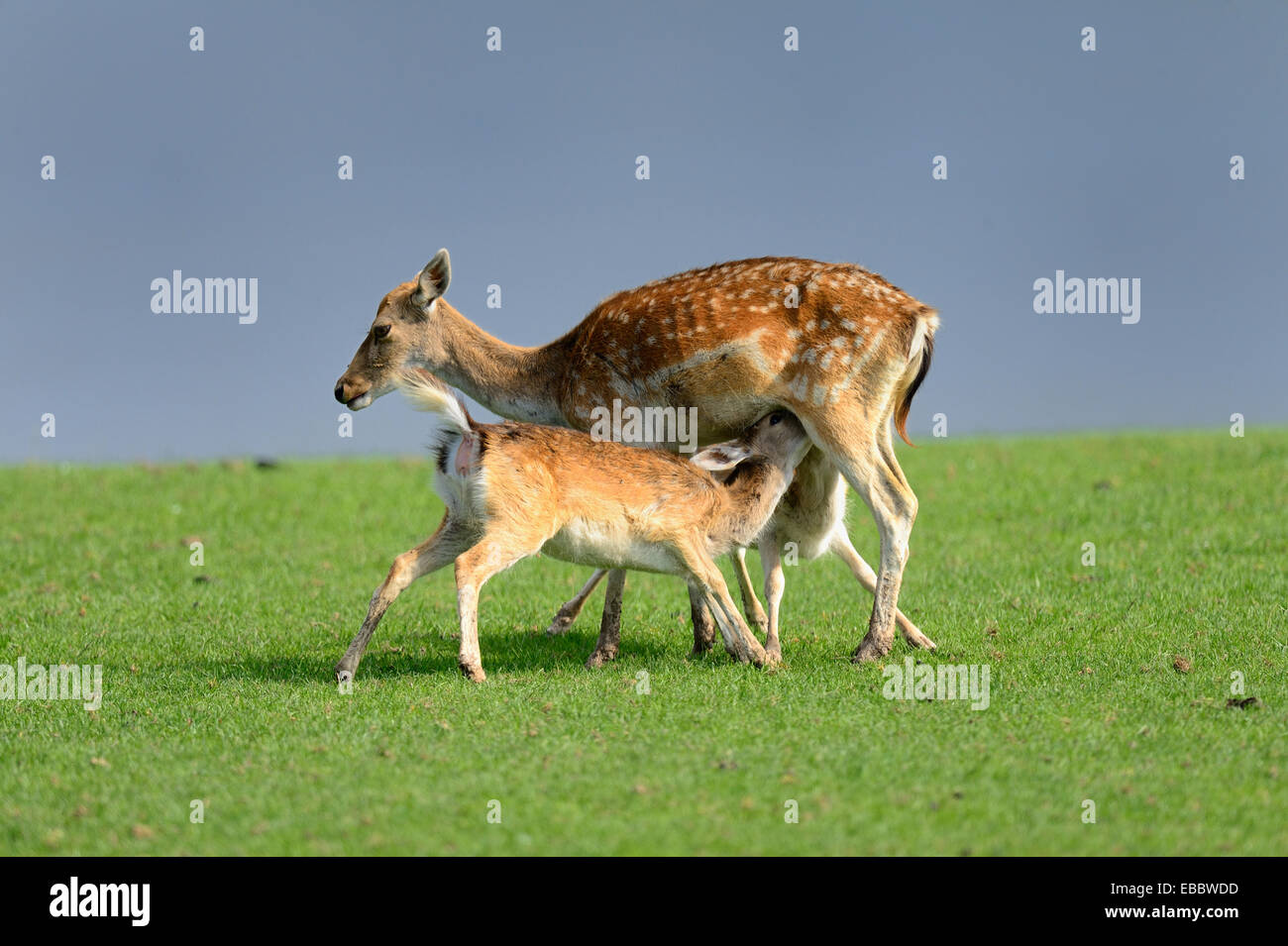 Fallow deer (Dama dama), hind with her two fawns suckling, captive, Domaine de Sainte Croix, Rhodes, France, Autumn 2013. Stock Photo