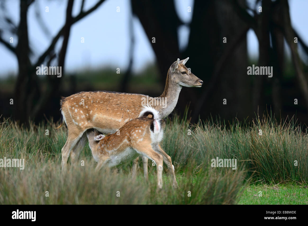 Fallow deer (Dama dama) hind and fawn suckling captive Domaine de Sainte Croix Rhodes France Autumn 2013. Stock Photo