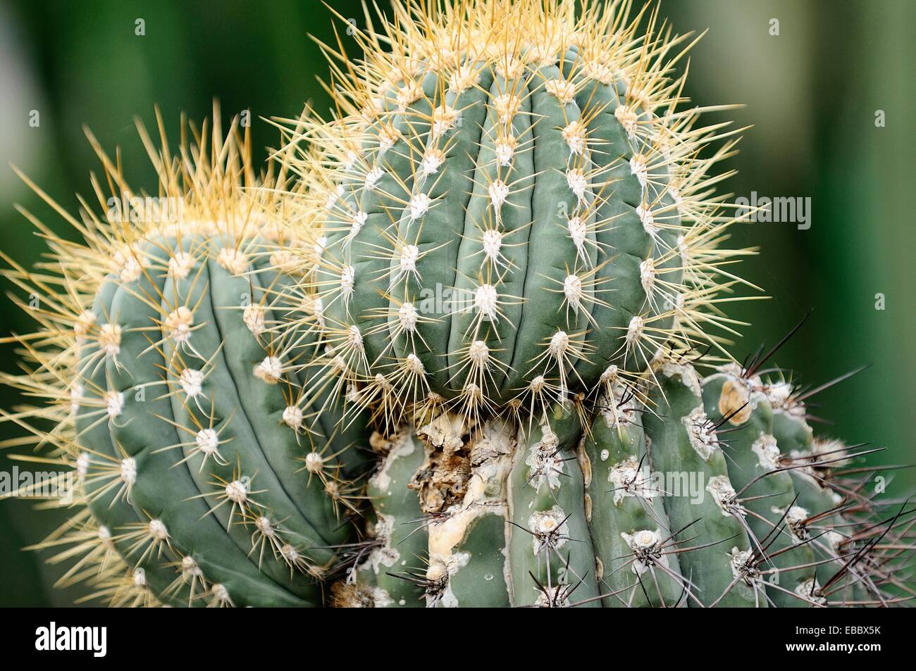 Euphorbia pseudo cactus, family euphorbiaceae, origin south africa