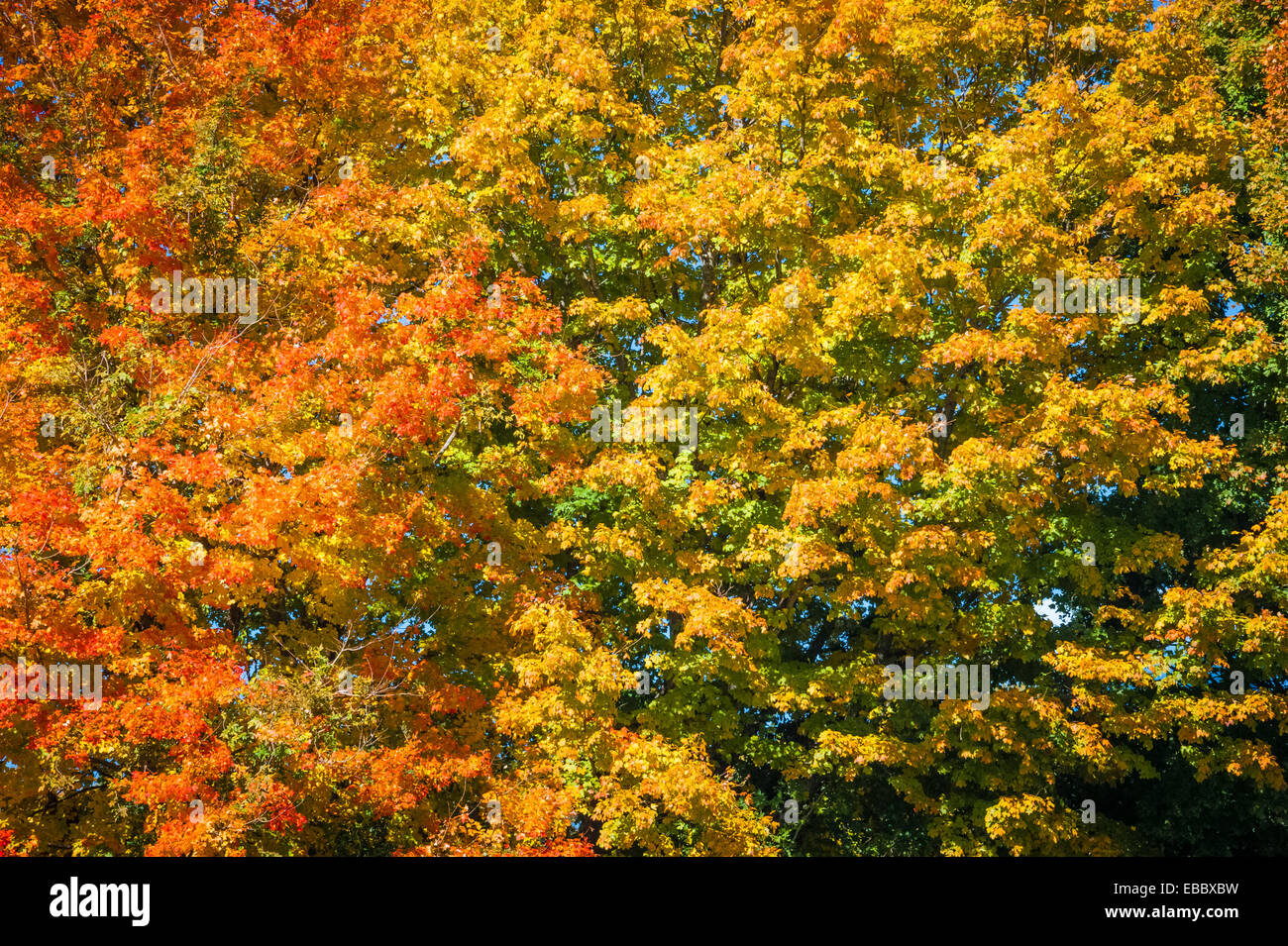 Brilliant display of color in the changing leaves of Autumn foliage near Atlanta, Georgia. USA. Stock Photo