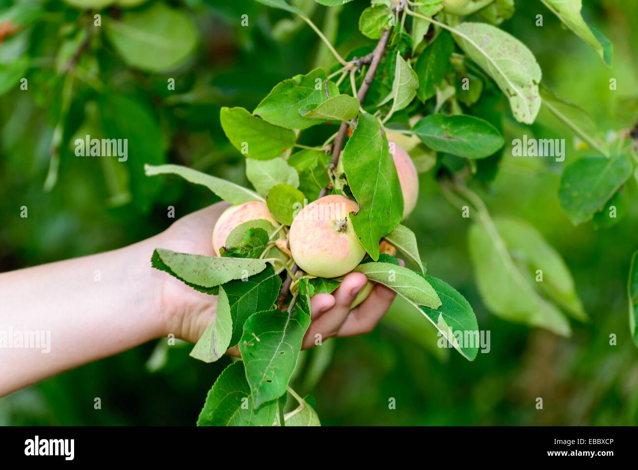 apples on tree in the garden Stock Photo - Alamy